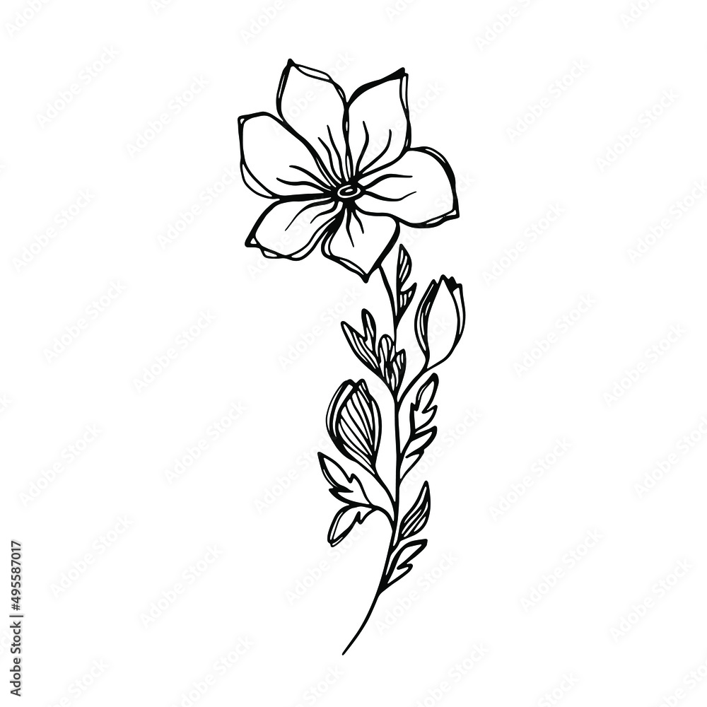 Delicate black and white sketch of a spring flower. Vector illustration in hand drawn style. Delicate black and white sketch of a spring flower. Vector illustration in hand drawn style.