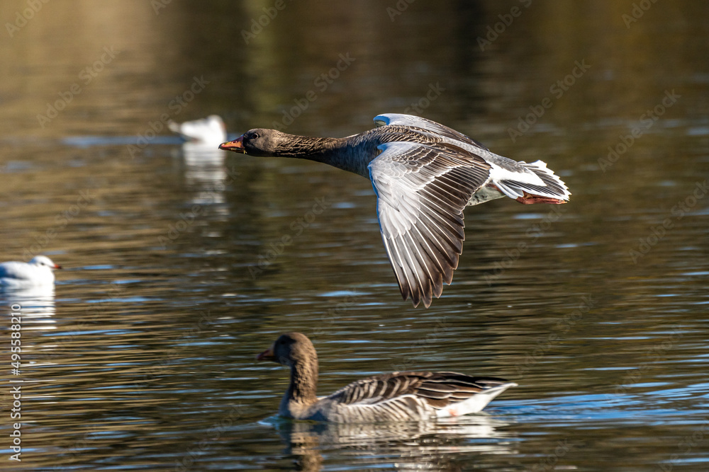 The greylag goose, Anser anser is a species of large goose The greylag goose, Anser anser is a species of large goose