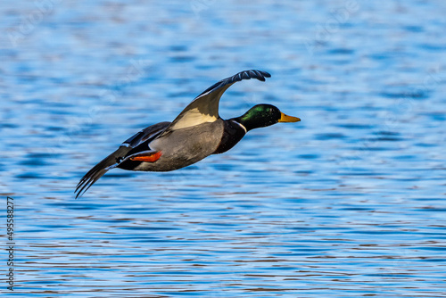 Wild duck or mallard, Anas platyrhynchos flying over a lake