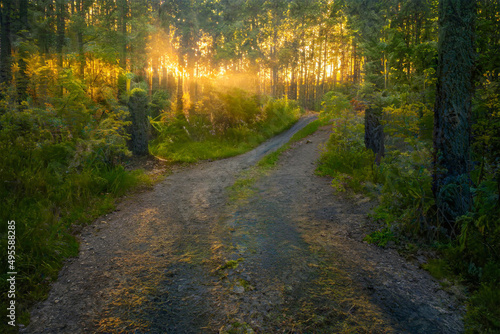 Magical sunset in the forest.