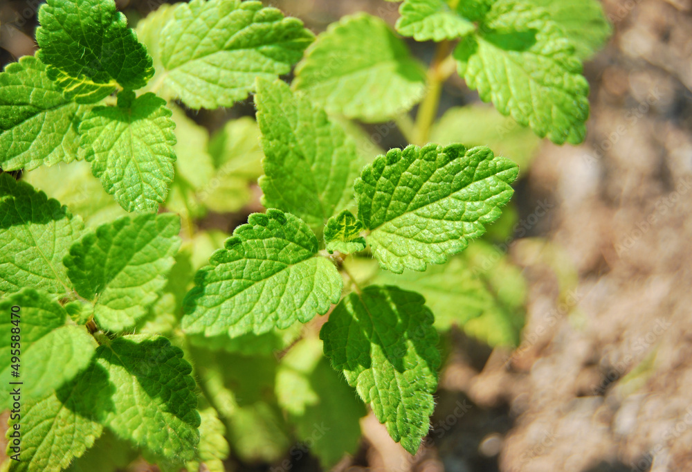 Lemon Balm plant close up, Melissa officinalis growing in the garden
Lemon Balm plant close up, Melissa officinalis growing in the garden