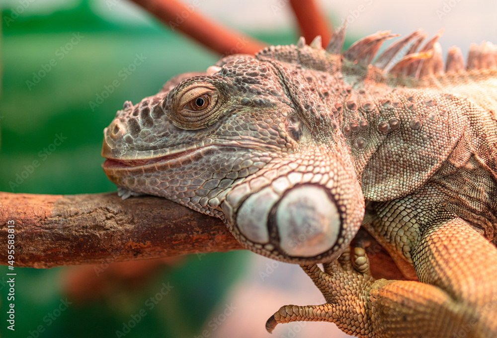Portrait of a chameleon in the zoo. Portrait of a chameleon in the zoo.