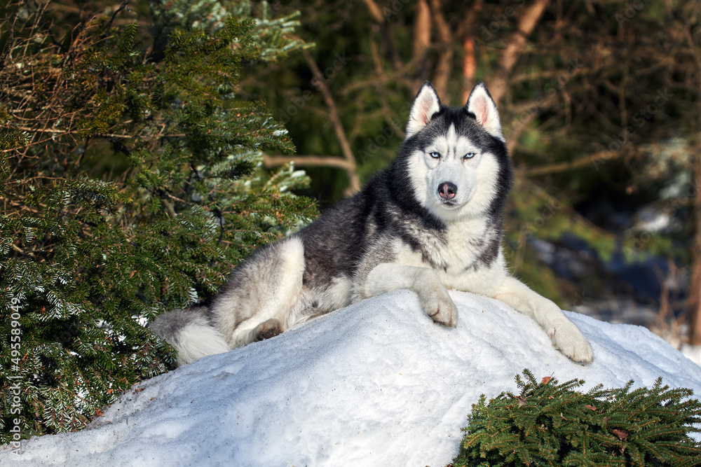Siberian husky dog portrait in sunny winter coniferous forest.