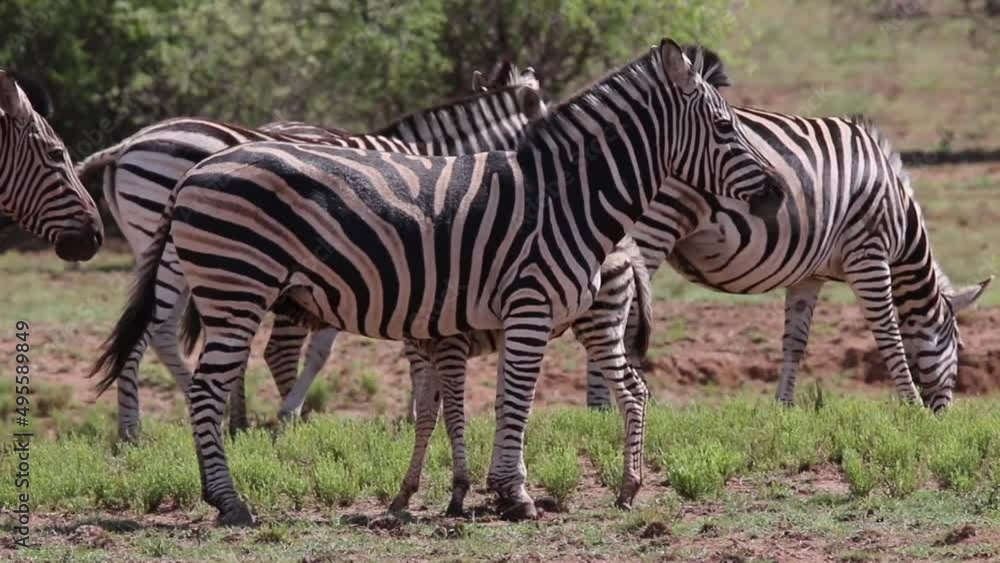 Zebra standing with group of zebras in a field in South Africa. Zebra standing with group of zebras in a field in South Africa.