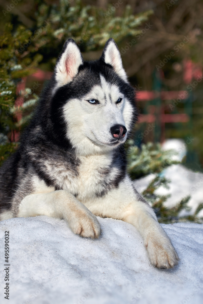 Siberian husky dog sunny winter portrait