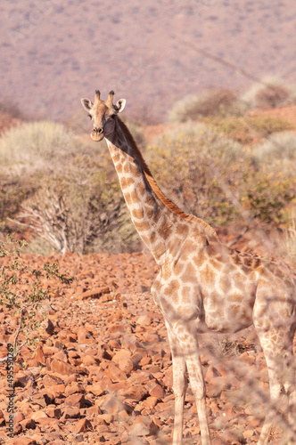 Closeup of Angolan Giraffe - Giraffa giraffa angolensis- head sticking out from the bushes of the Namibian desert.