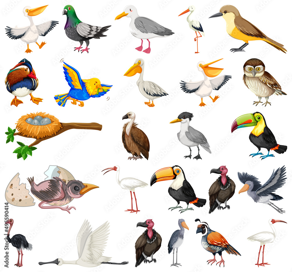 Fototapeta premium Different kinds of birds collection