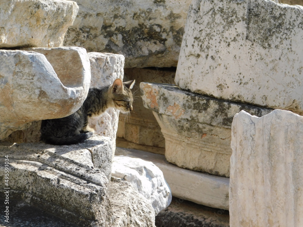 A kitten among ancient stones, in Piraeus, Greece A kitten among ancient stones, in Piraeus, Greece