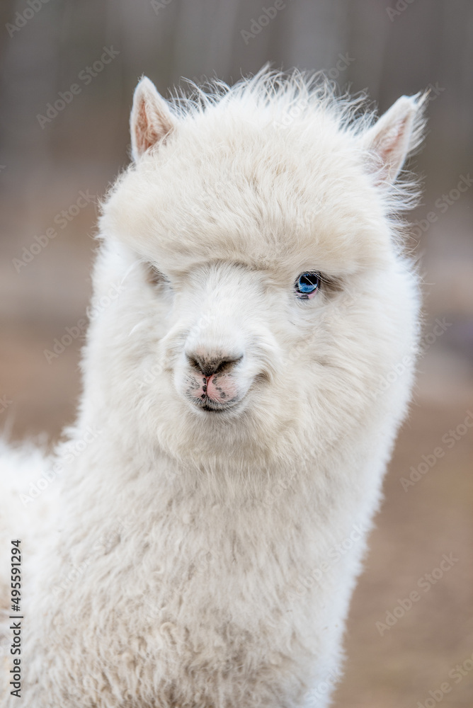 Lovely white alpaca with blue eyes. South American camelid.
