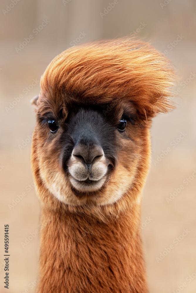 Funny alpaca on a windy day. South American camelid. - obrazy, fototapety, plakaty 