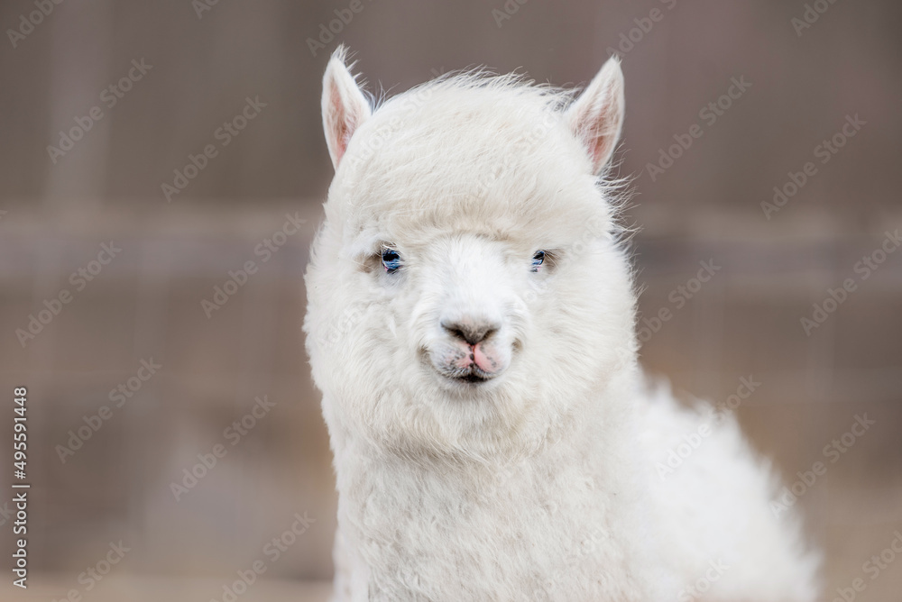 Lovely white alpaca with blue eyes. South American camelid. Lovely white alpaca with blue eyes. South American camelid.