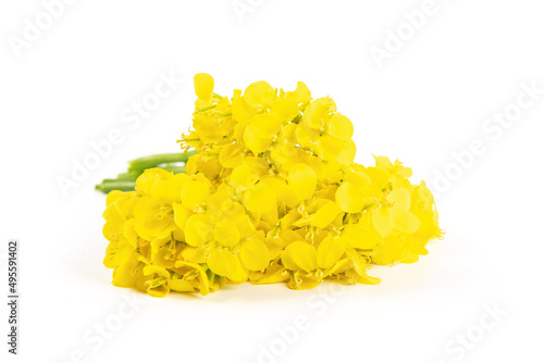 Rapeseed blossom flower isolated on white background. 