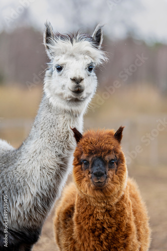 Obraz na płótnie Mother alpaca with a baby. South American camelid. w salonie