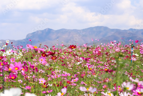 Fototapeta Naklejka Na Ścianę i Meble -  Blurred colorful flowers cosmos bipinnatus (Mexican aster) blooming in garden on mountain sky background