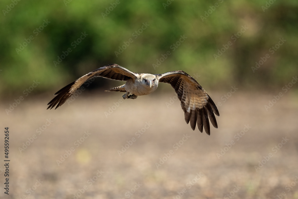 The osprey or more specifically the western osprey (Pandion haliaetus) — also called sea hawk, river hawk, and fish hawk — is a diurnal, fish-eating bird of prey with a cosmopolitan range. The osprey or more specifically the western osprey (Pandion haliaetus) — also called sea hawk, river hawk, and fish hawk — is a diurnal, fish-eating bird of prey with a cosmopolitan range.