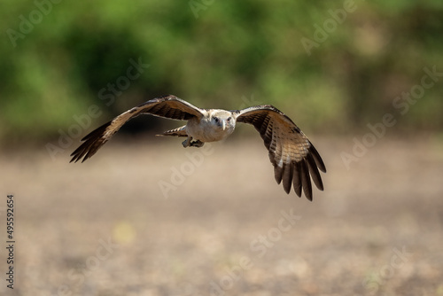 The osprey or more specifically the western osprey (Pandion haliaetus) — also called sea hawk, river hawk, and fish hawk — is a diurnal, fish-eating bird of prey with a cosmopolitan range.