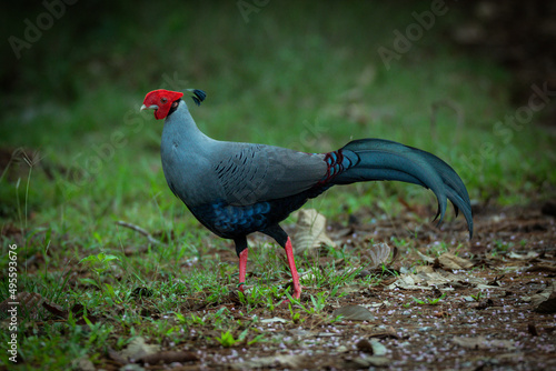 The multicolored beauty of the fireback photo