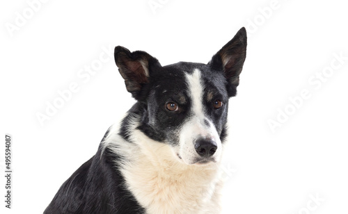 Black and white dog isolated on a white background