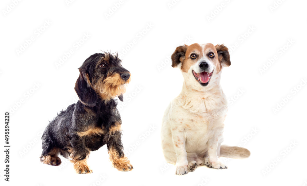 Two cute dogs Two cute dogs
