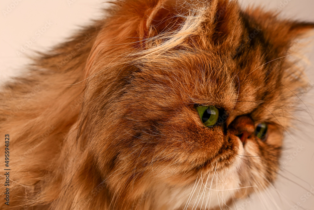 Persian cat looking at the camera. Close-up.