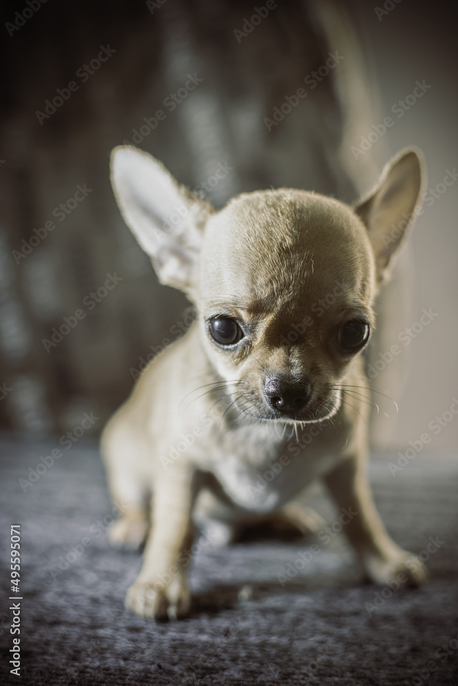 Chihuahua standing against white background