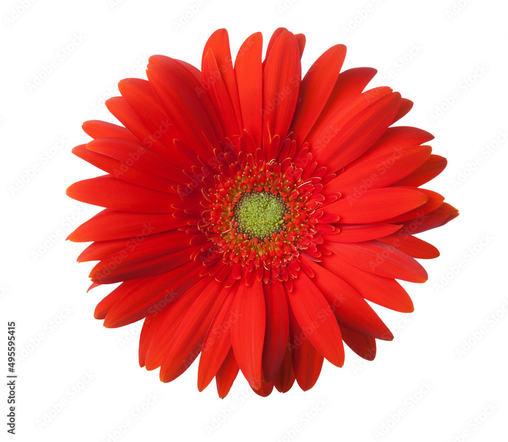 Red Gerbera flower isolated on white background.
