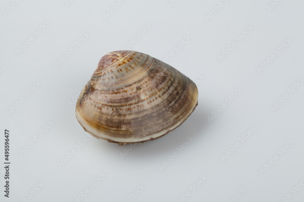 Clams, clams, fish and shellfish, seafood, cooking, food ingredients, bow clams, animals, food, seafood, sea shells, sea shells, semi-locks, ringworms, laundry, animal, sealife, marine life, invertebr Clams, clams, fish and shellfish, seafood, cooking, food ingredients, bow clams, animals, food, seafood, sea shells, sea shells, semi-locks, ringworms, laundry, animal, sealife, marine life, invertebr