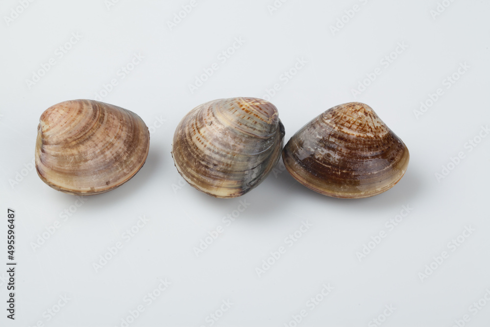 Clams, clams, fish and shellfish, seafood, cooking, food ingredients, bow clams, animals, food, seafood, sea shells, sea shells, semi-locks, ringworms, laundry, animal, sealife, marine life, invertebr Clams, clams, fish and shellfish, seafood, cooking, food ingredients, bow clams, animals, food, seafood, sea shells, sea shells, semi-locks, ringworms, laundry, animal, sealife, marine life, invertebr