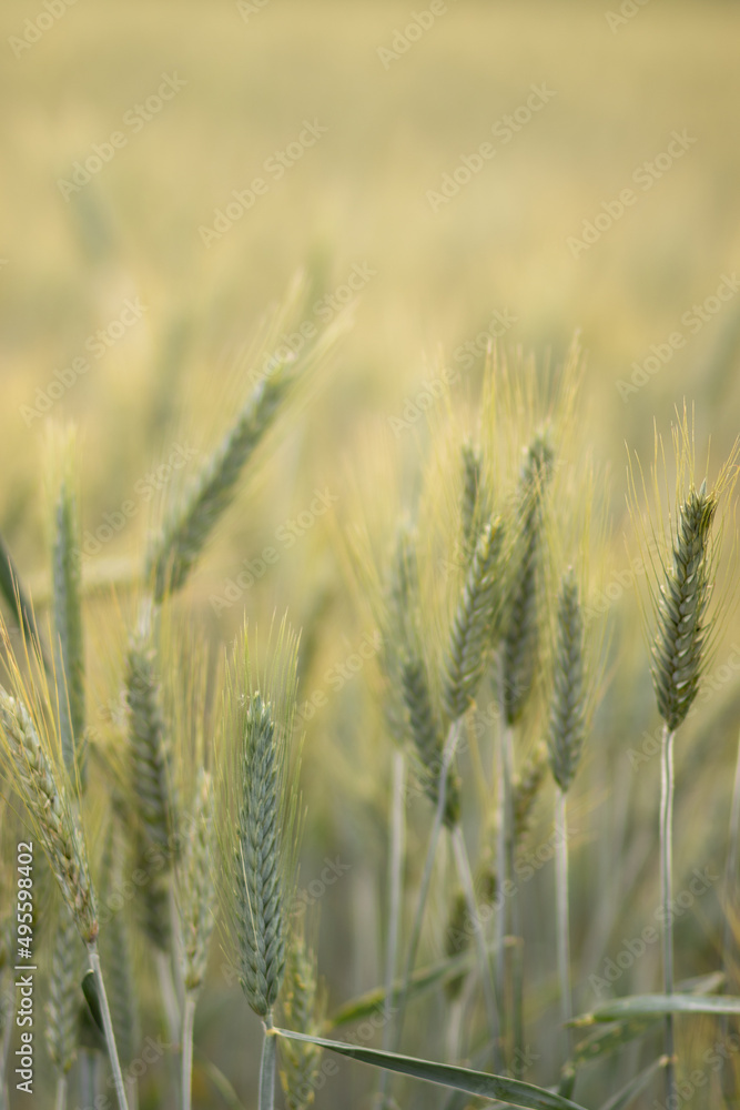 golden wheat field