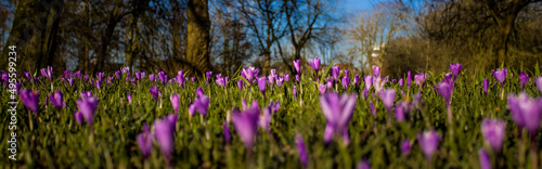 crocuses, spring flowers in the city park