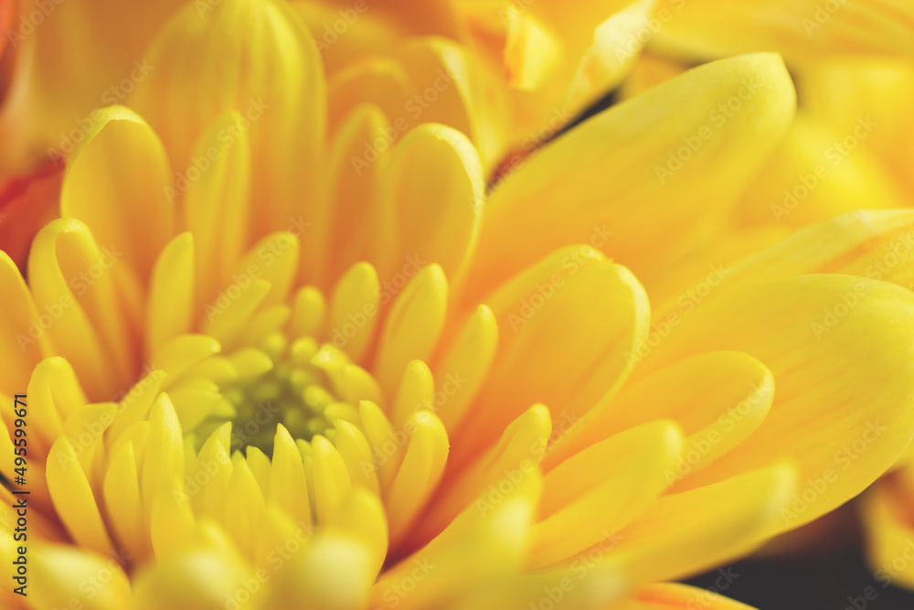 A yellow chrysanthemum flower. A yellow chrysanthemum flower.
