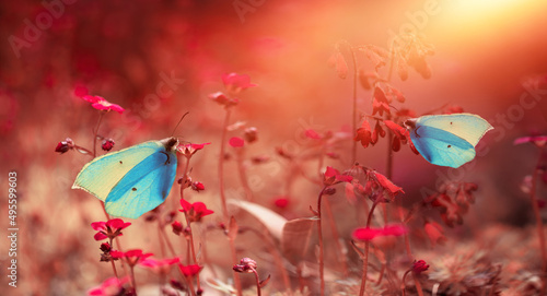 Fototapeta Naklejka Na Ścianę i Meble -  niebieskie motyle na czerwonych kwiach w wiosennym ogrodzie w promieniach słońca, ogród wiosną 