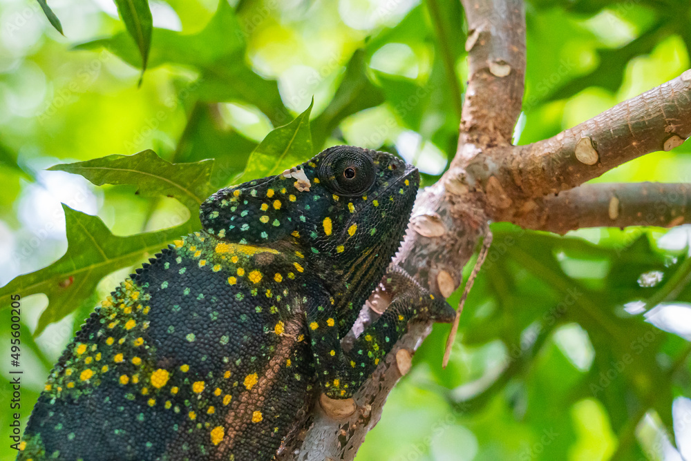 Chameleon on a branch hiding in leaves. Chameleo on Zanzibar Chameleon on a branch hiding in leaves. Chameleo on Zanzibar