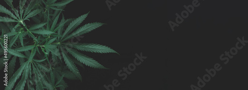 open cannabis bush black background with place for inscription, Banner photo. Illegal cultivation cannabis at home, cannabis bushes. Alternative medicine represented by medical .soft selective focus