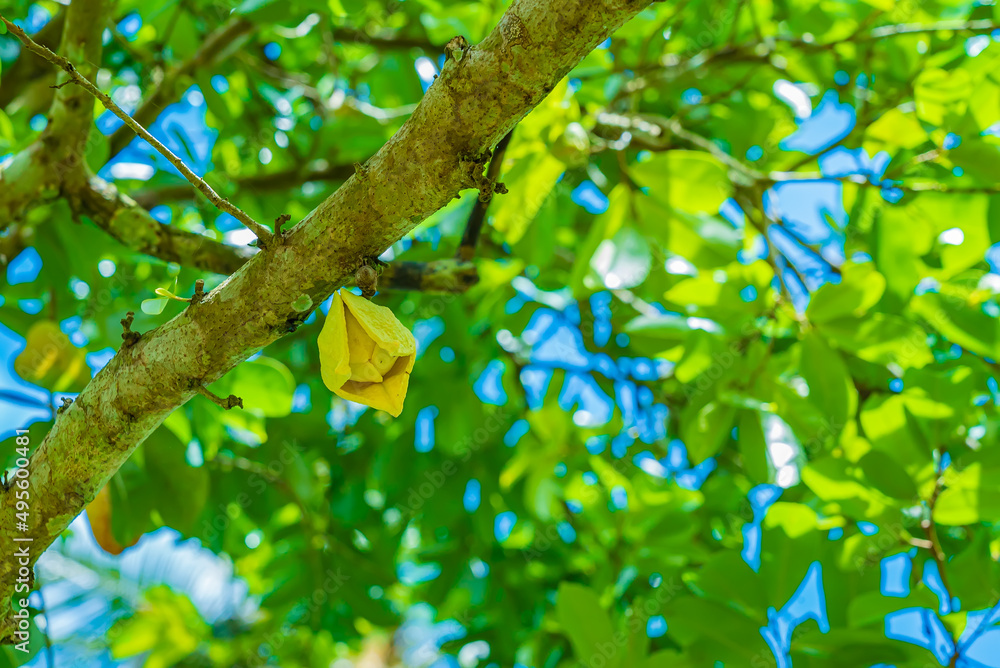 Close up of soursop, guanabana, graviola flower on a tree branch Close up of soursop, guanabana, graviola flower on a tree branch