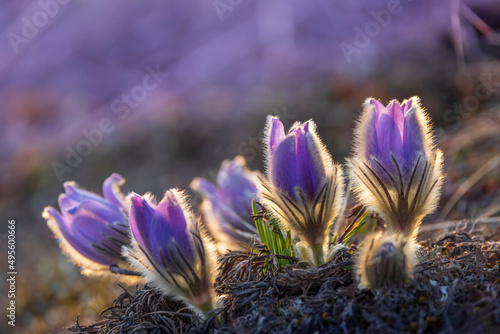 Foto Pasque flower, National park Podyji, Southern Moravia, Czech Republic