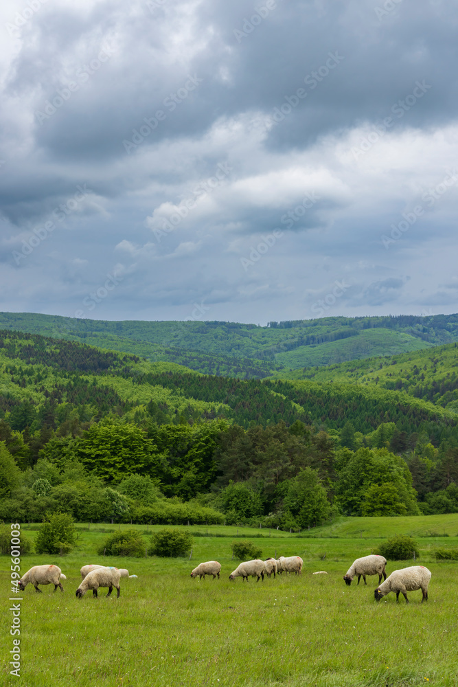 Spring landscape with white sheep in White Carpathians, Czech Republic Spring landscape with white sheep in White Carpathians, Czech Republic