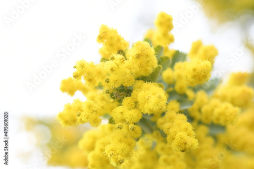 黄色の花 ミモザ