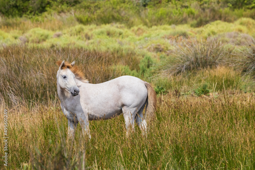White wild horses, Parc Naturel regional de Camargue, Provence, France White wild horses, Parc Naturel regional de Camargue, Provence, France