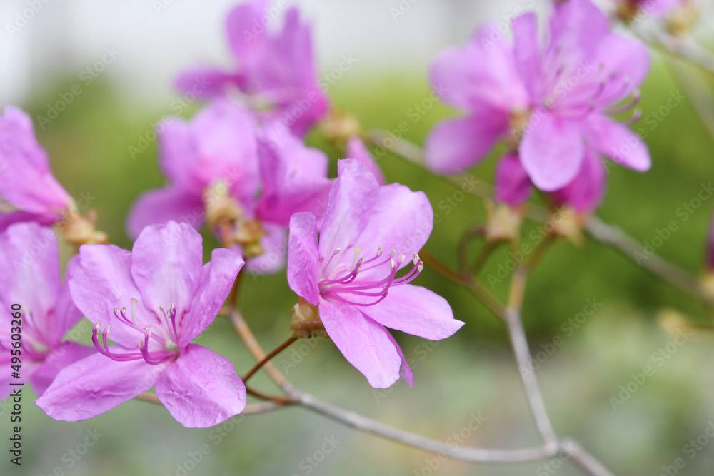 Obraz premium ピンク色の花 ゲンカイツツジ