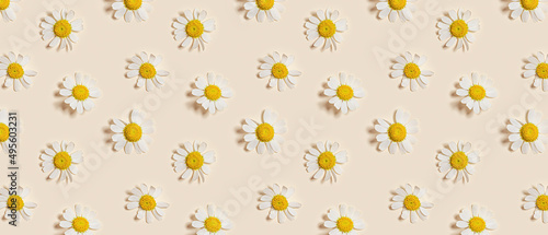 Natural summer chamomile flowers, minimal floral pattern on beige background. Layout with small fresh white daisy blossoms. Spring nature concept, summer seasonal field flower, top view