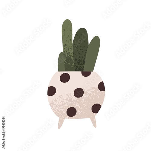 Potted home plant in flowerpot. Interior houseplant with green leaf. Small ro...