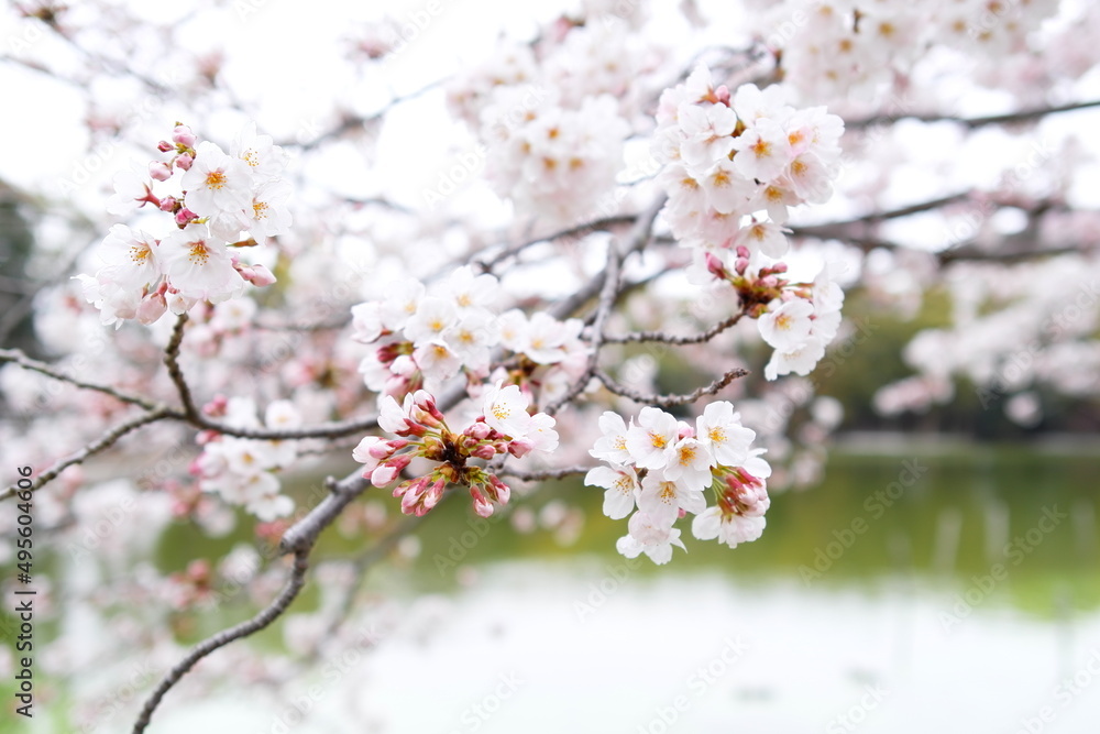 明石公園、剛の池の桜が開花。