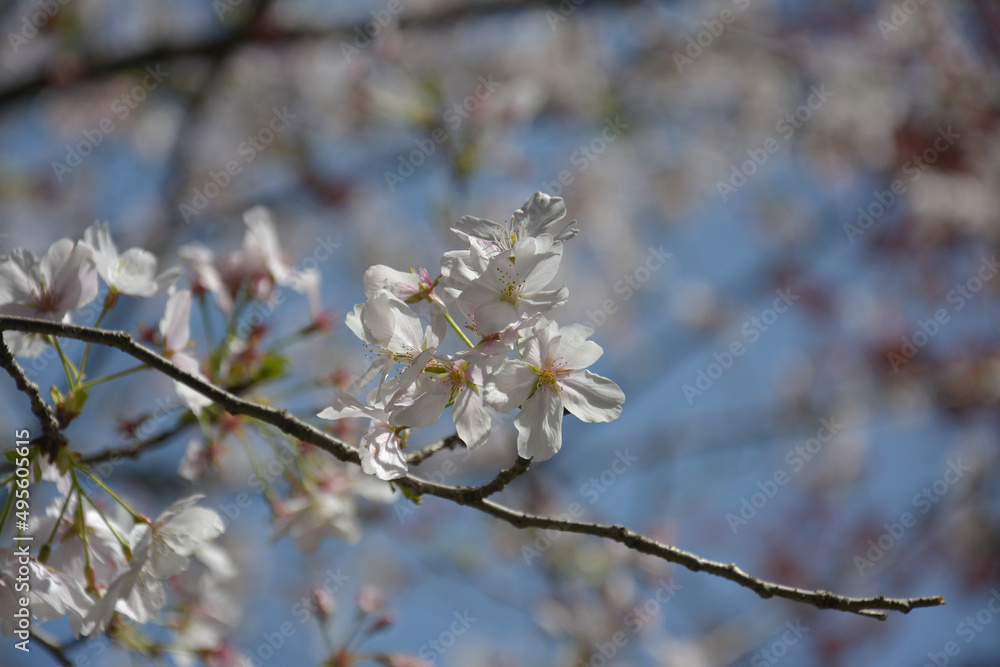 groups of white pink sakura blossom on the branch in sunny day groups of white pink sakura blossom on the branch in sunny day