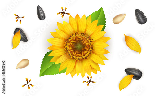 Fresh Yellow Sunflower and Sunflower seeds vector illustration isolated on white background