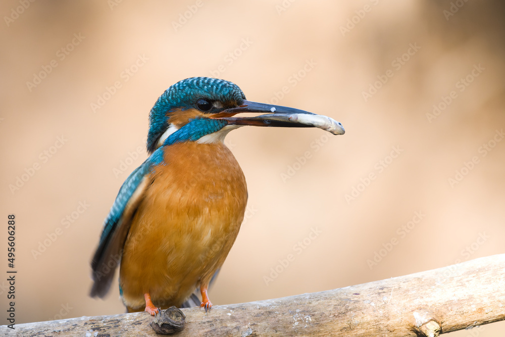 Fototapeta premium Eisvogel / Kingfisher