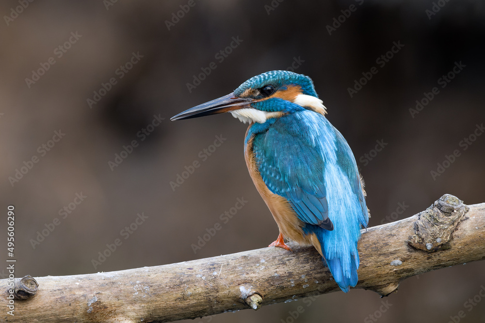 Fototapeta premium Eisvogel / Kingfisher