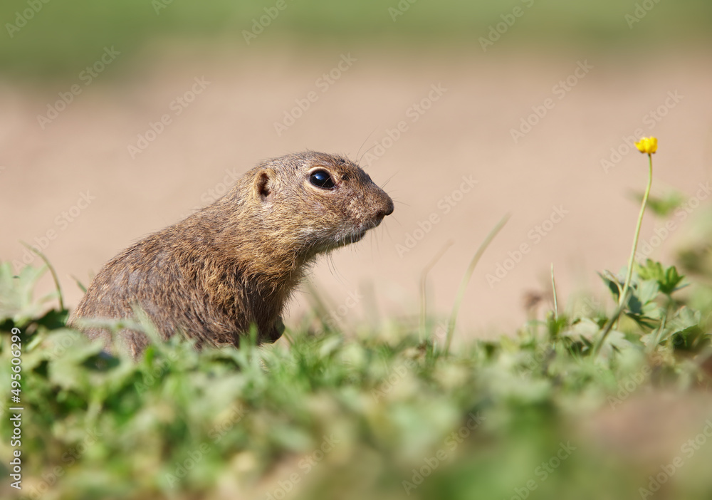 Ground squirrel Spermophilus citellus European, curious in the grass Ground squirrel Spermophilus citellus European, curious in the grass