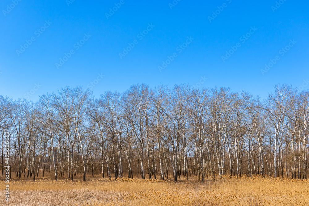 Steppe field with birch trees and clear blue sky background photo with copy space Steppe field with birch trees and clear blue sky background photo with copy space