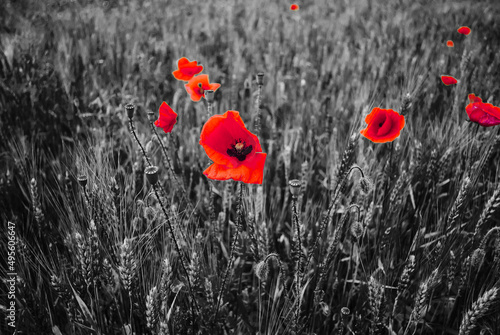 Black and white poppy field background with bloody flowers 